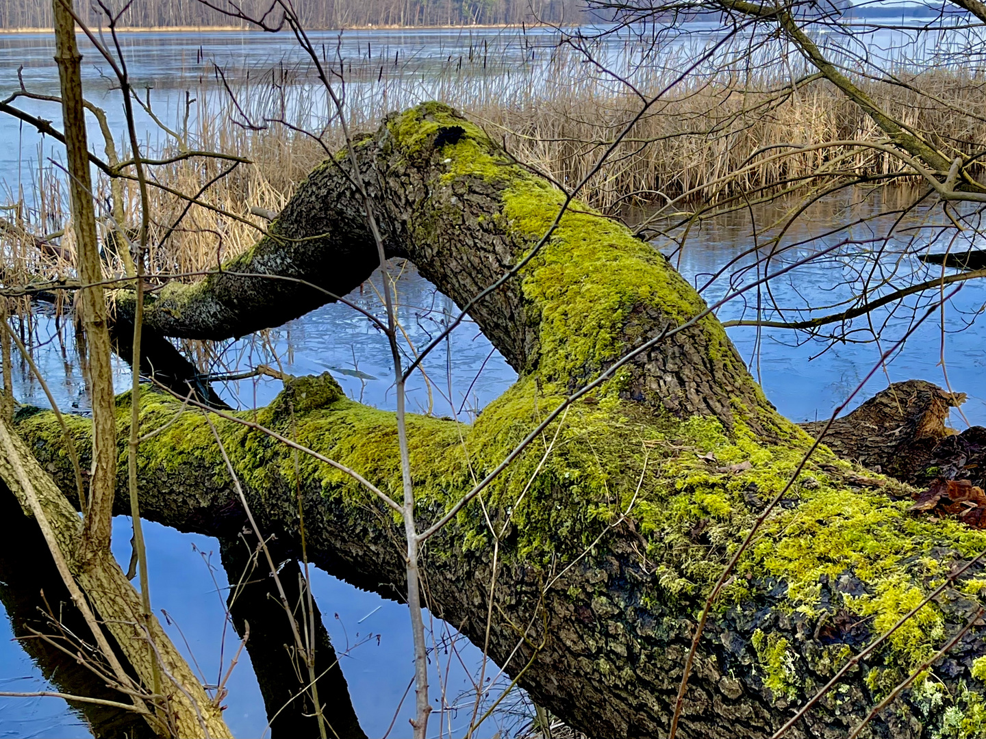 Ufer an der Dahme/Berlin 