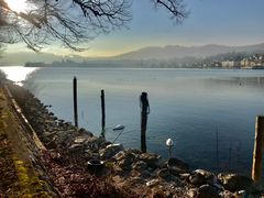 Ufer des Traunsees