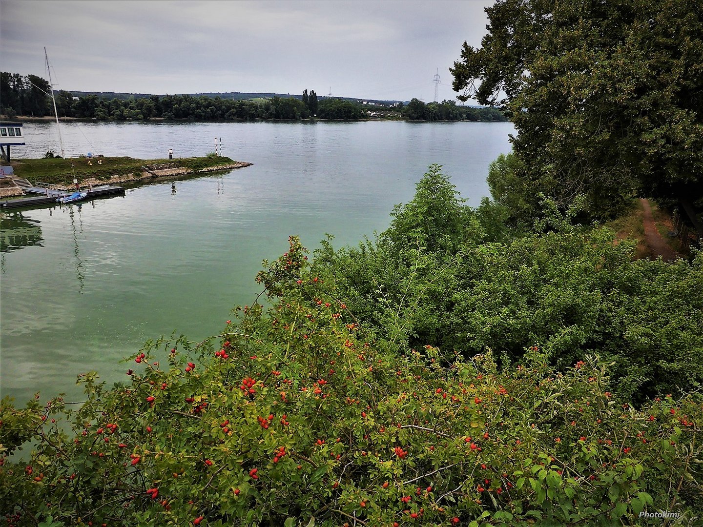 Ufer-Gebusch am Rhein 