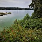 Ufer-Gebusch am Rhein 