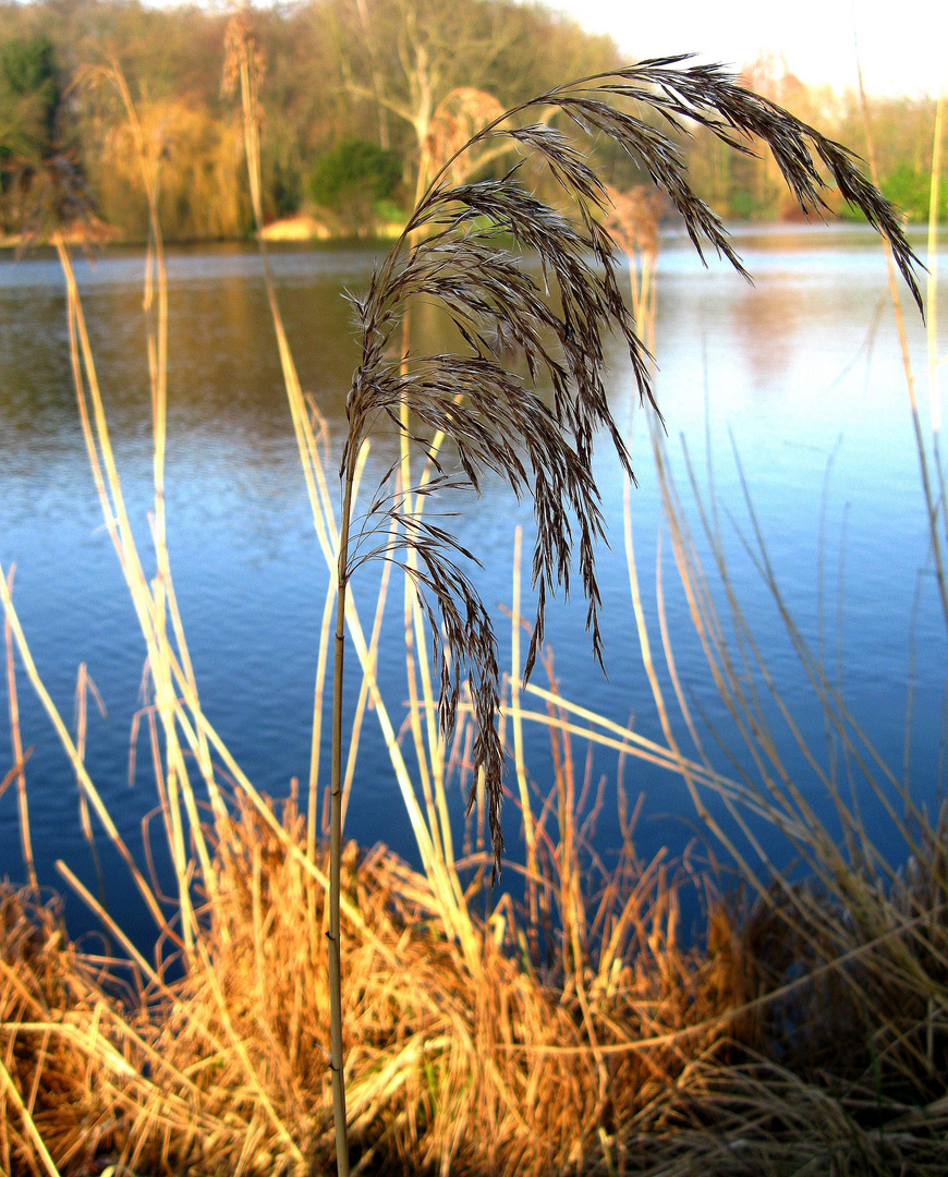 Ufer- Gras im Winter