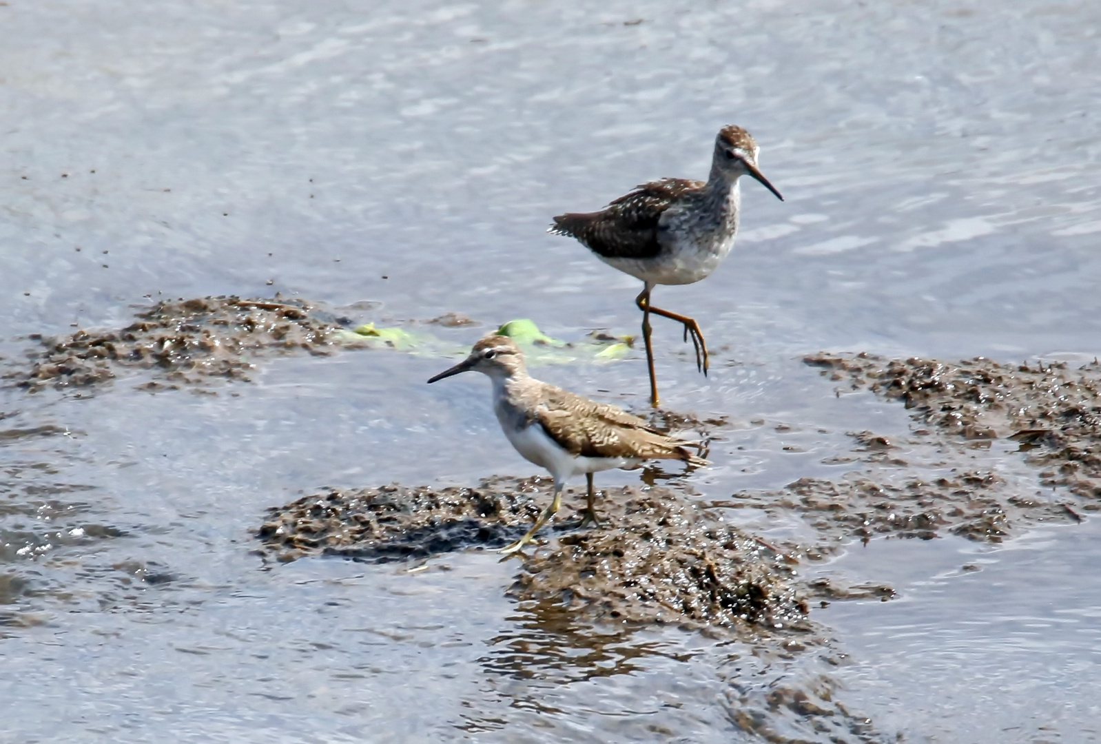 Ufer- und Wasserläufer