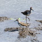 Ufer- und Wasserläufer