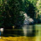 Ufer vom Arbersee - Bayern480