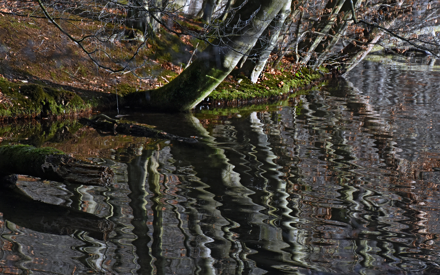 Uferbäume am Hengser Stausee....