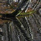 Uferbäume am Hengser Stausee....