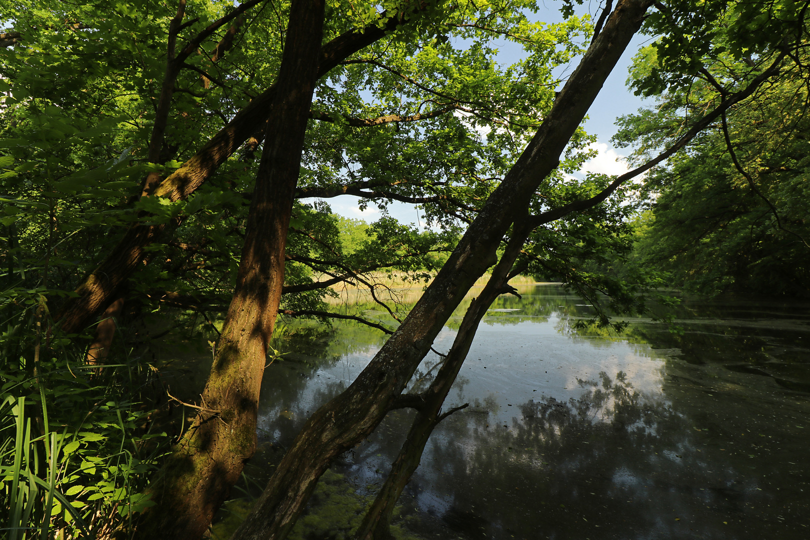 Uferbäume am Lagesteich