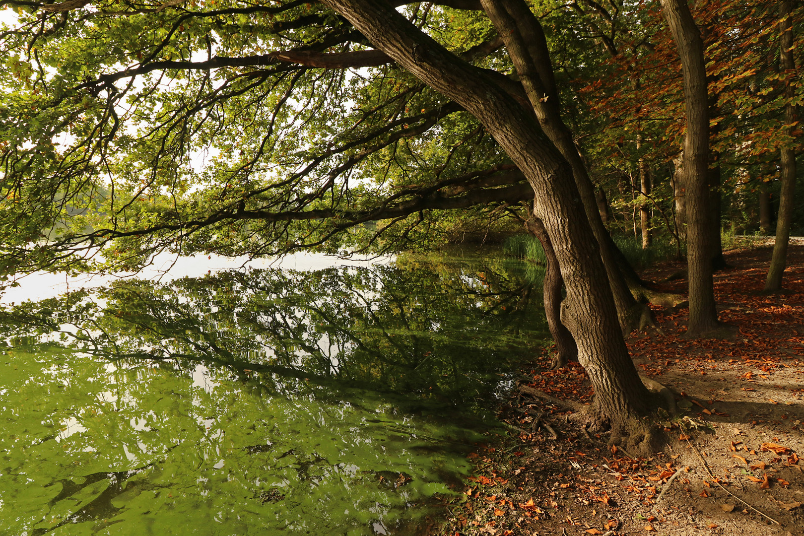 Uferbäume am Mittelteich