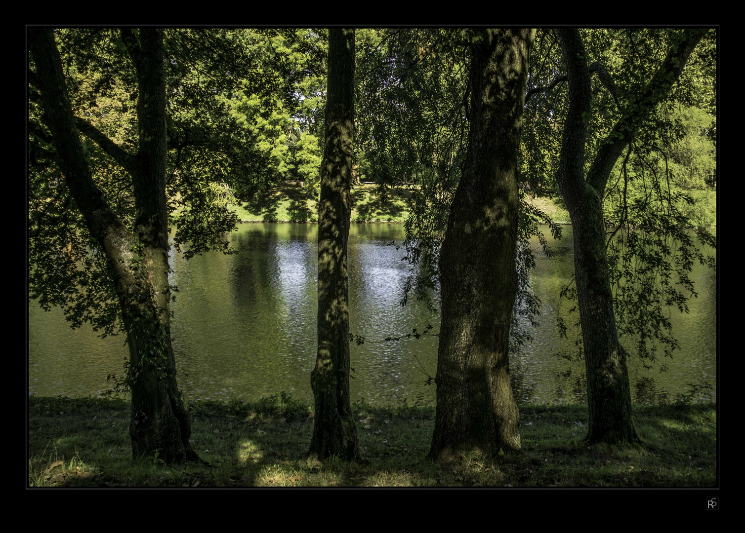 Uferbäume am Neckar