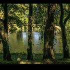 Uferbäume am Neckar