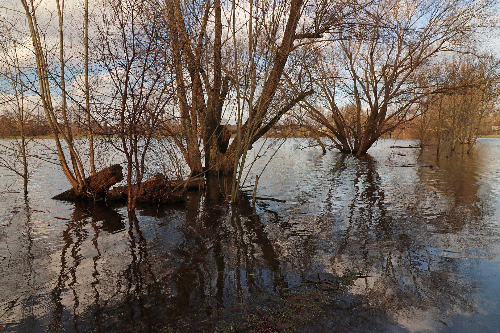 Uferbäume am Ölper See