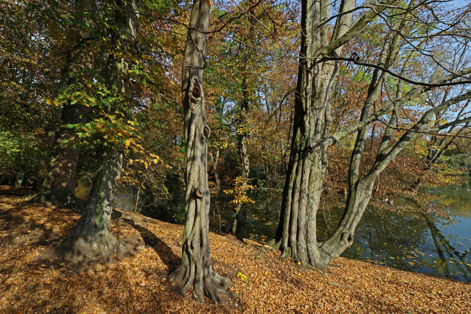 Uferbäume am Südteich
