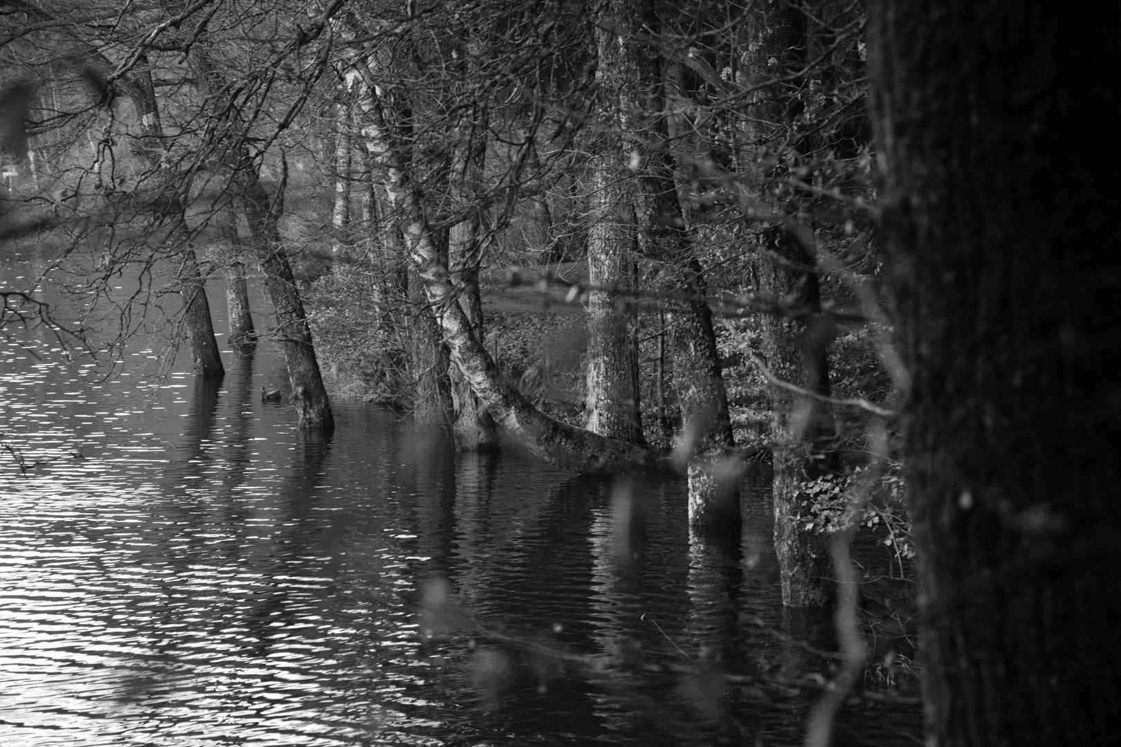 Uferbäume bei Hochwasser SW