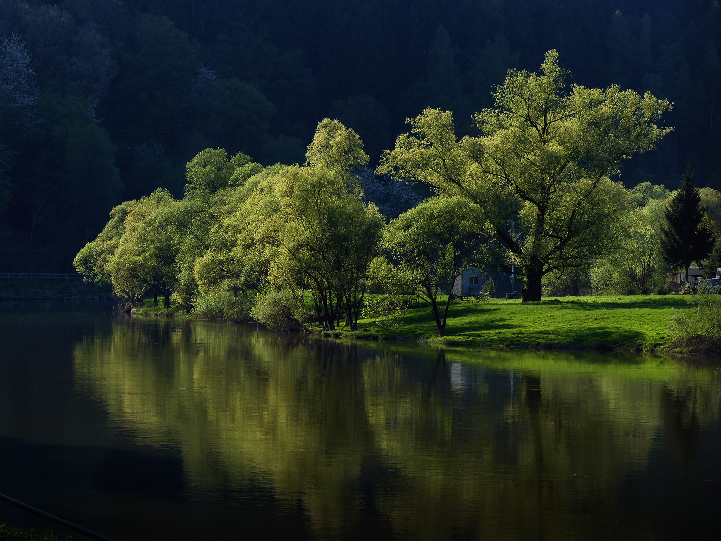 Uferbäume im Abendlicht