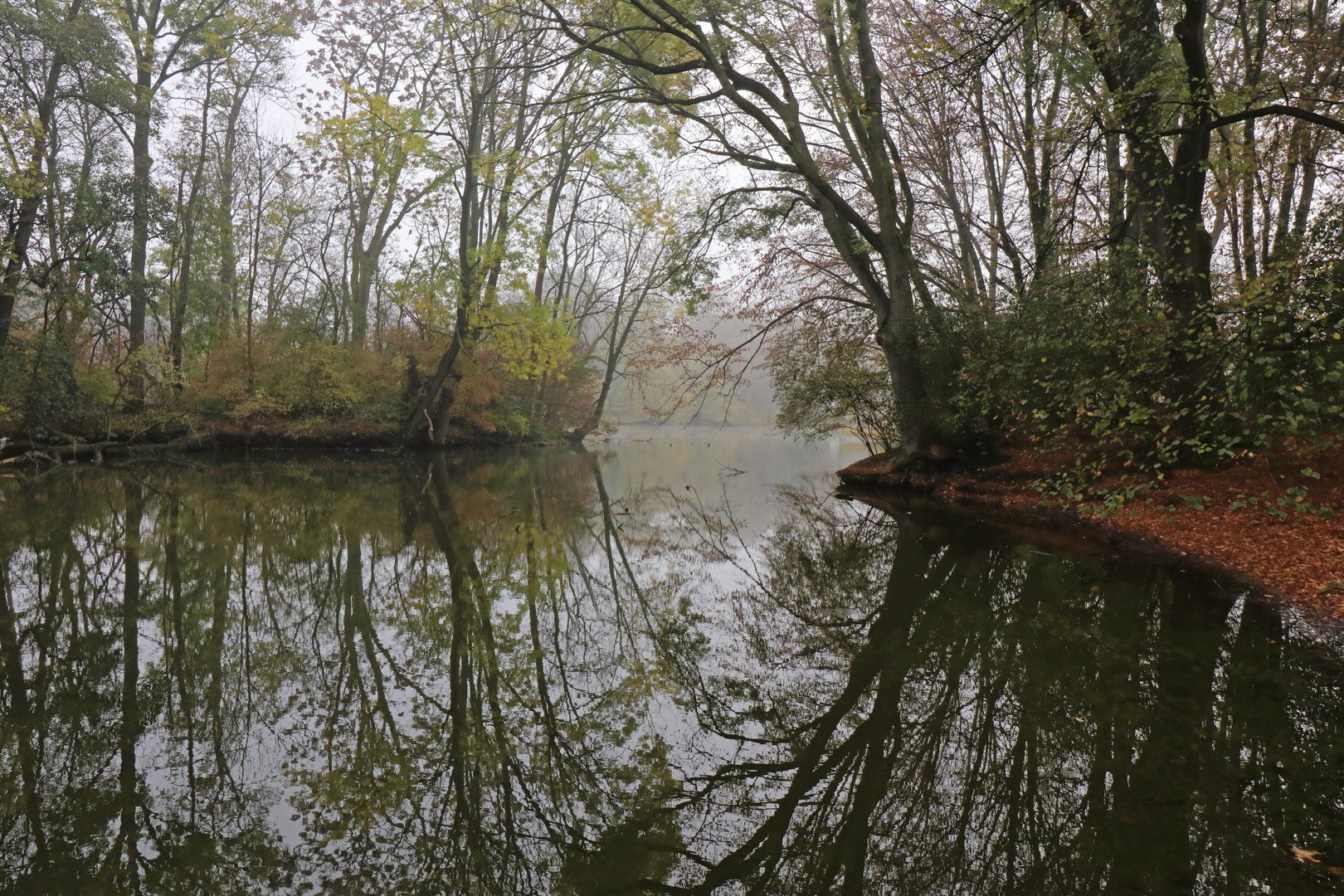 Uferbäume im Dunst