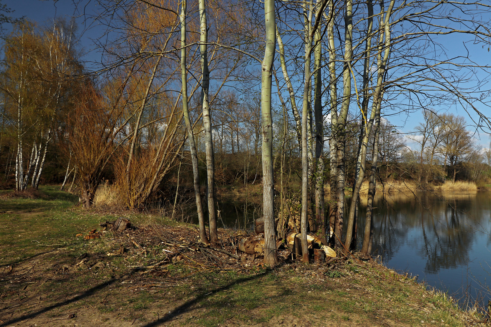 Uferbäume im Schlaglicht