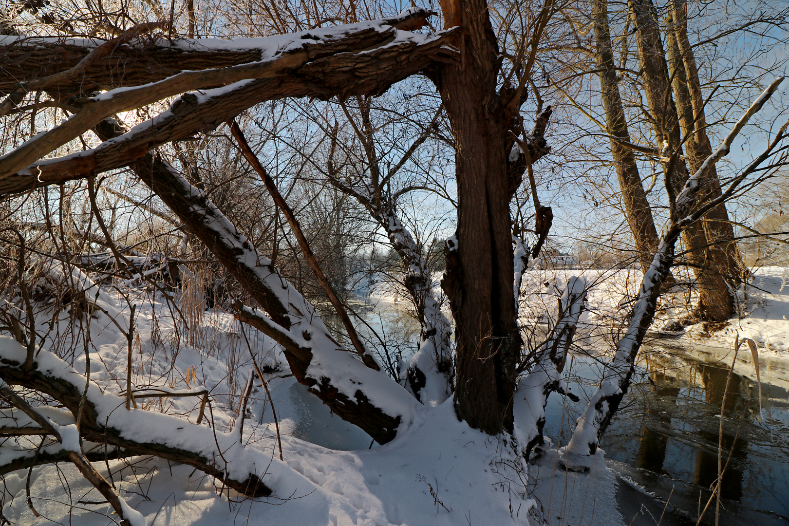 Uferbäume im Schnee