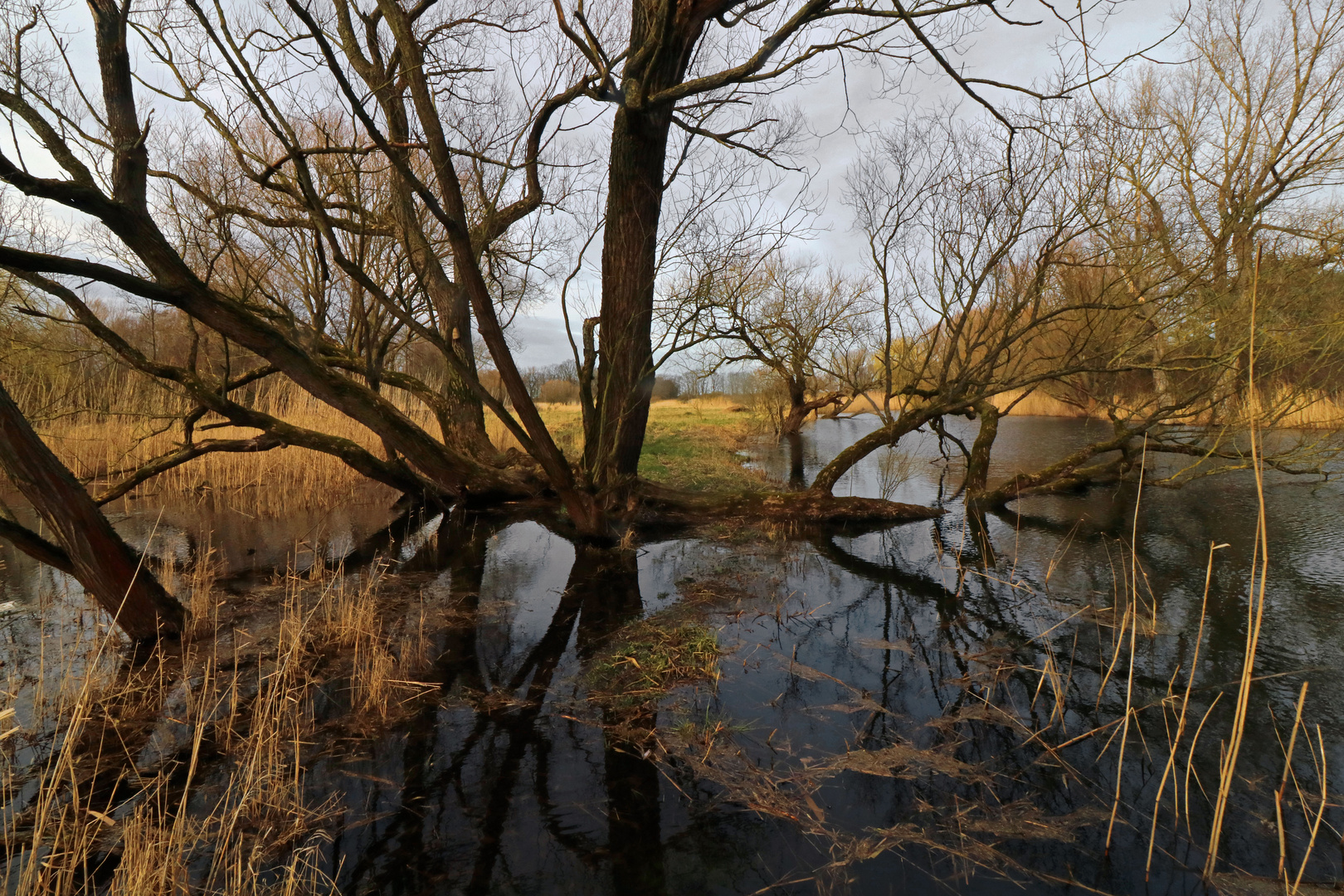 Uferbäume im Wasser