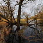 Uferbäume im Wasser