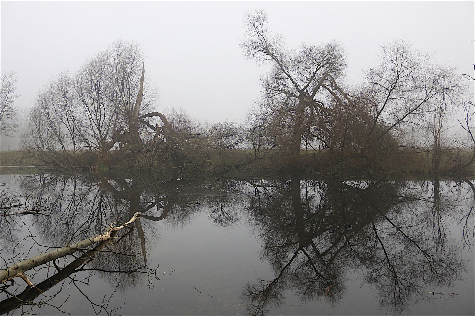 Uferbaum im Nebel