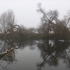 Uferbaum im Nebel