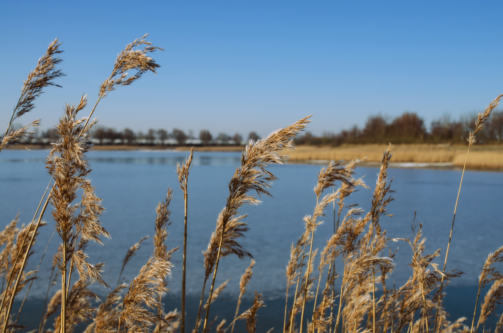 Uferbewuchs am Husumer Nordseestrand