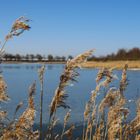 Uferbewuchs am Husumer Nordseestrand