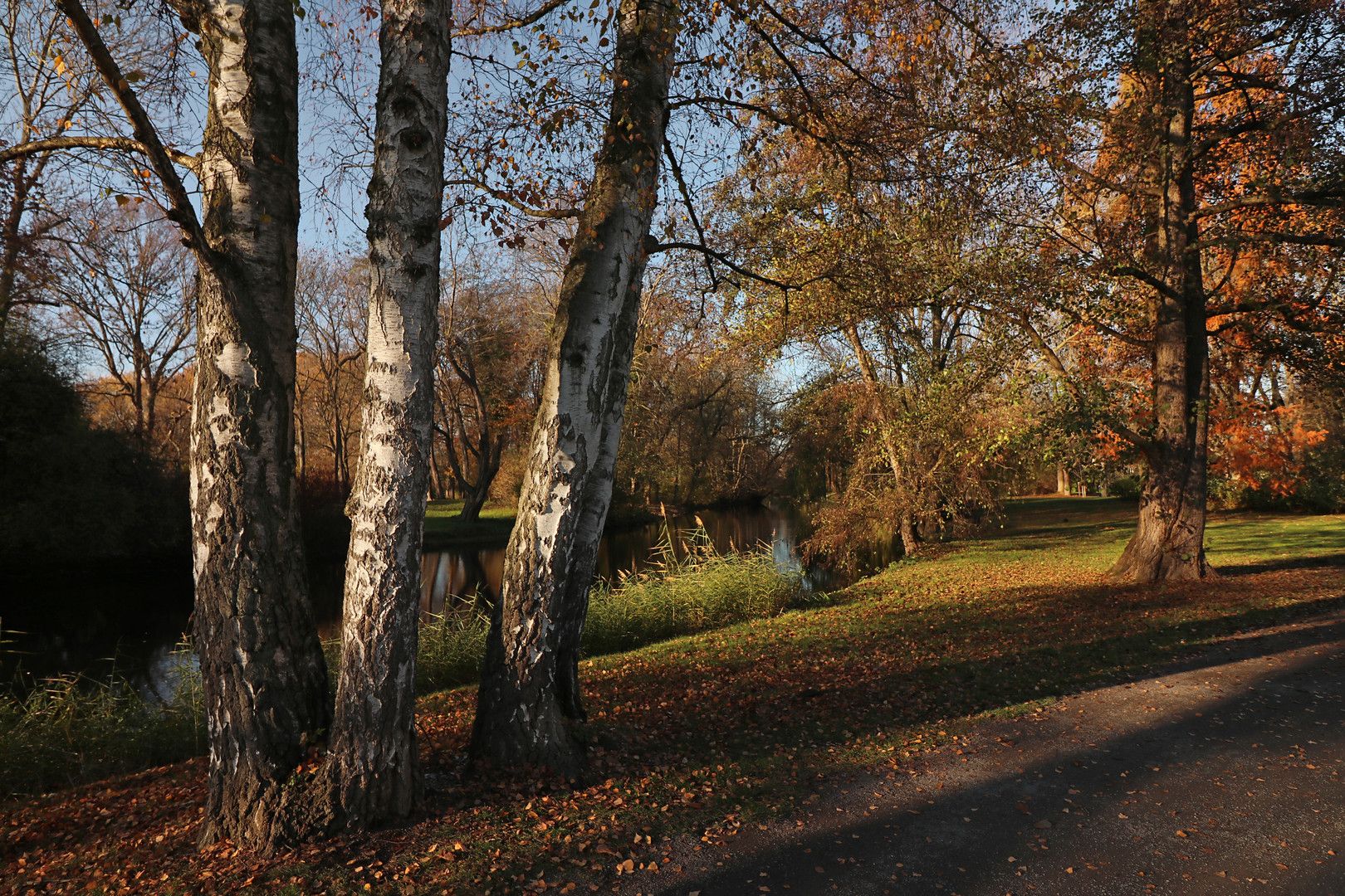 Uferbirken im Herbstlicht