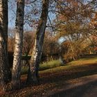 Uferbirken im Herbstlicht