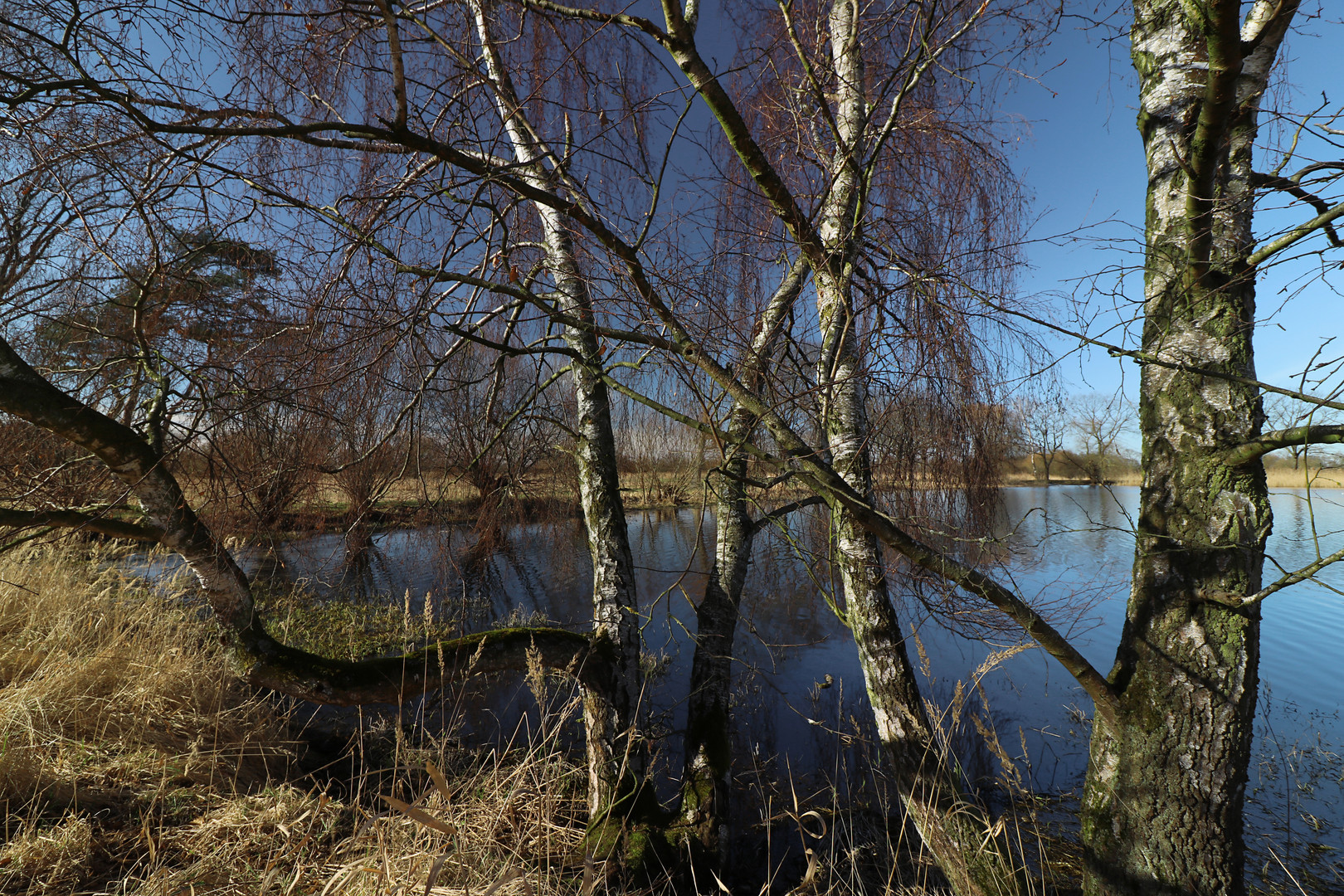 Uferbirken im Licht