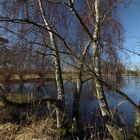 Uferbirken im Licht