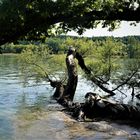 Uferbrache Insel Mainau 