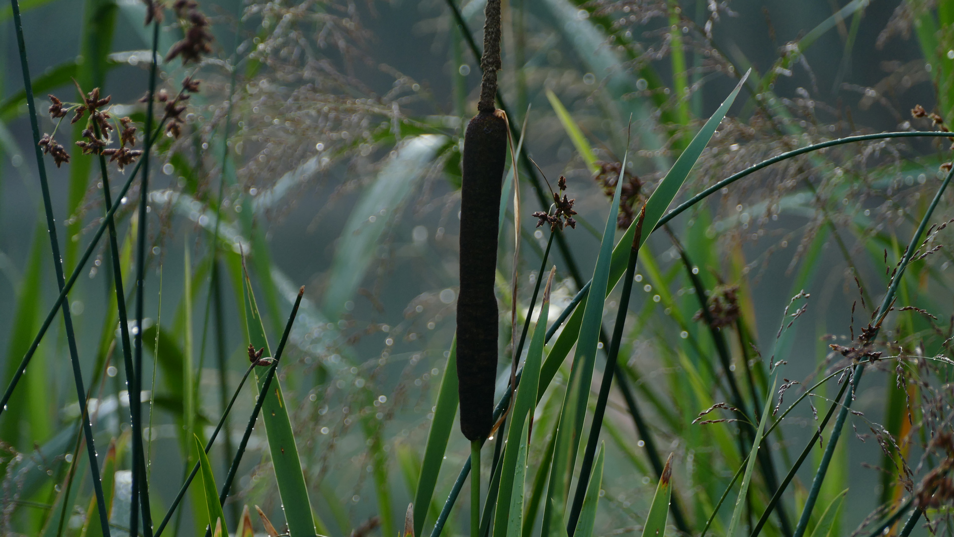 Uferflora- nach einem kurzen Sommerregen.