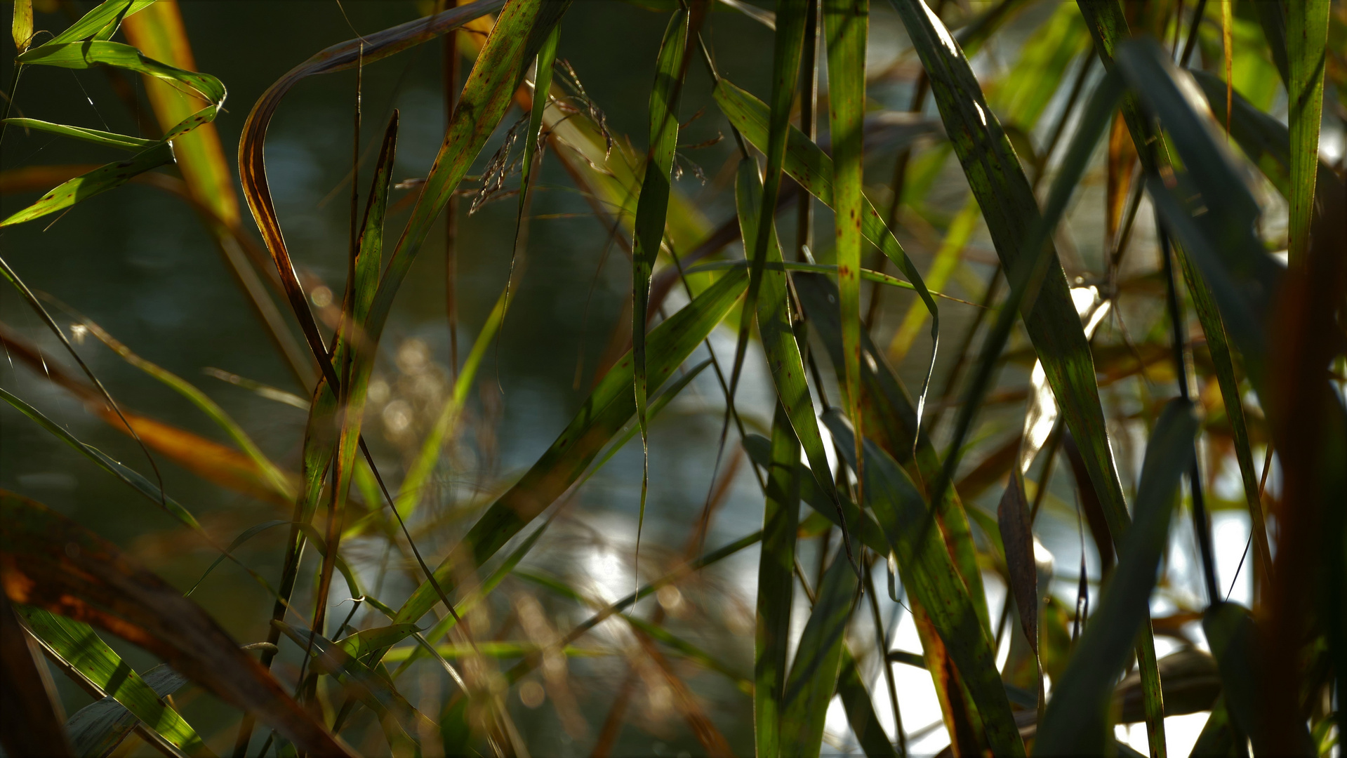 Ufergräser im Herbst