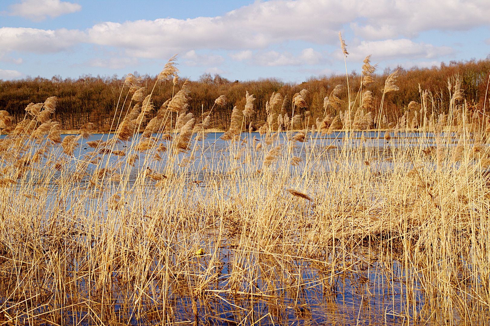 Ufergras am See