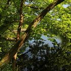 Ufergrün am Lagesteich