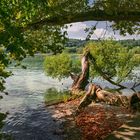 Uferimpression | Insel Mainau