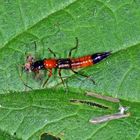 Uferkurzflügler - (Paederus fuscipes - Syn. Paederus littoralis)