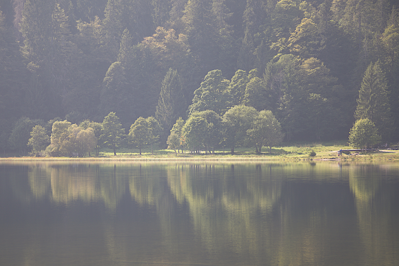 Uferlandschaft am Feldsee