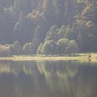 Uferlandschaft am Feldsee