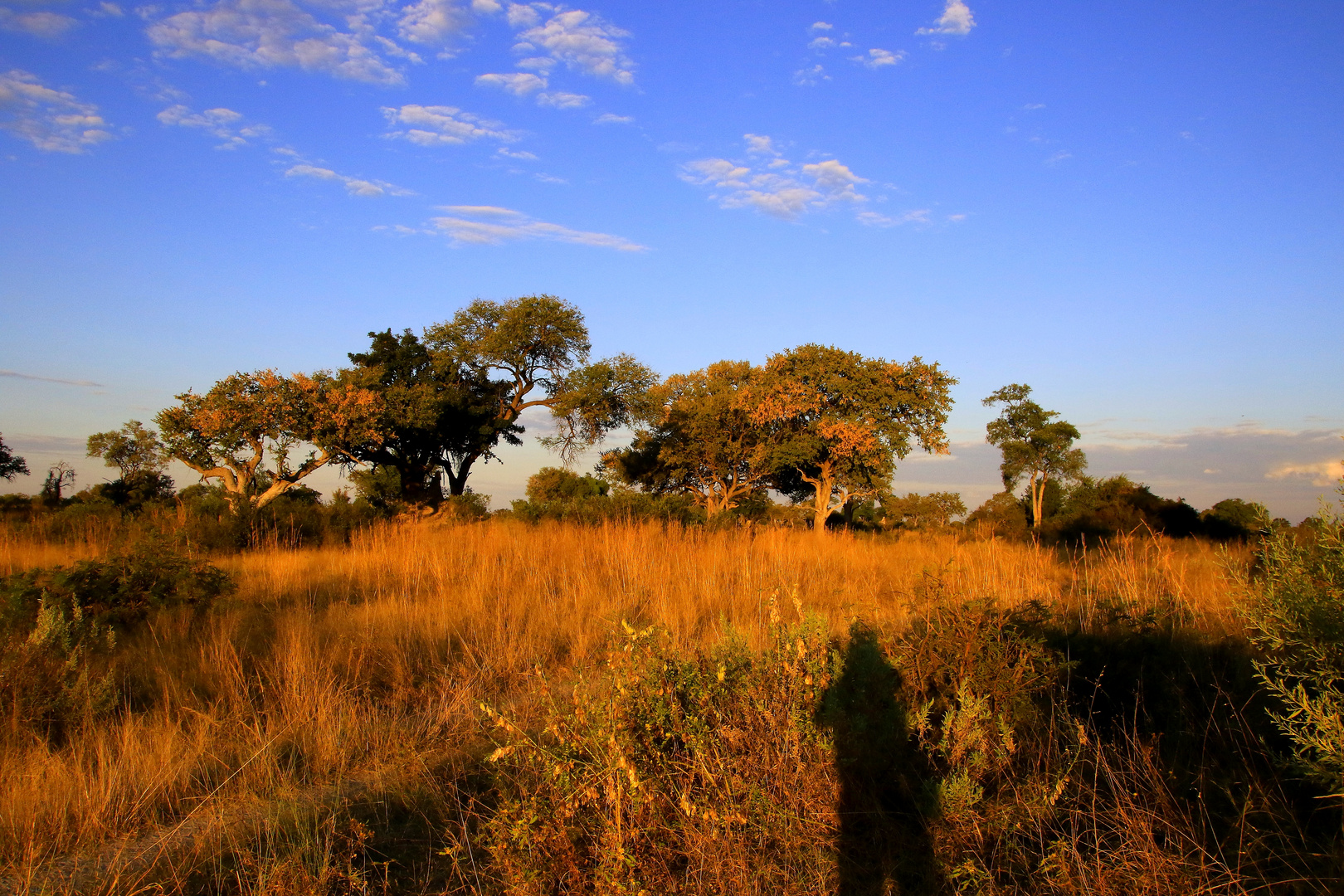 Uferlandschaft am Okavango