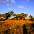 Uferlandschaft am Okavango