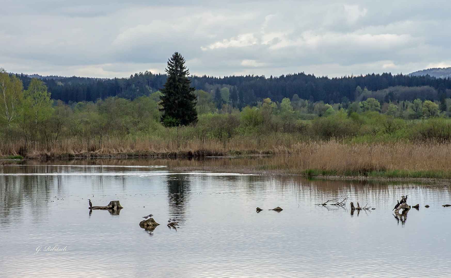 Uferlandschaft