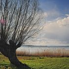 Uferlandschaft im Vorfrühling