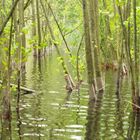 Uferlandschaft in der Wahner Heide