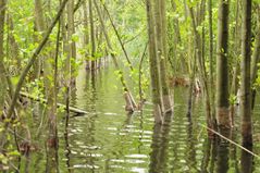 Uferlandschaft in der Wahner Heide