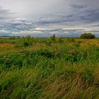 Uferlandschaft in Laboe 