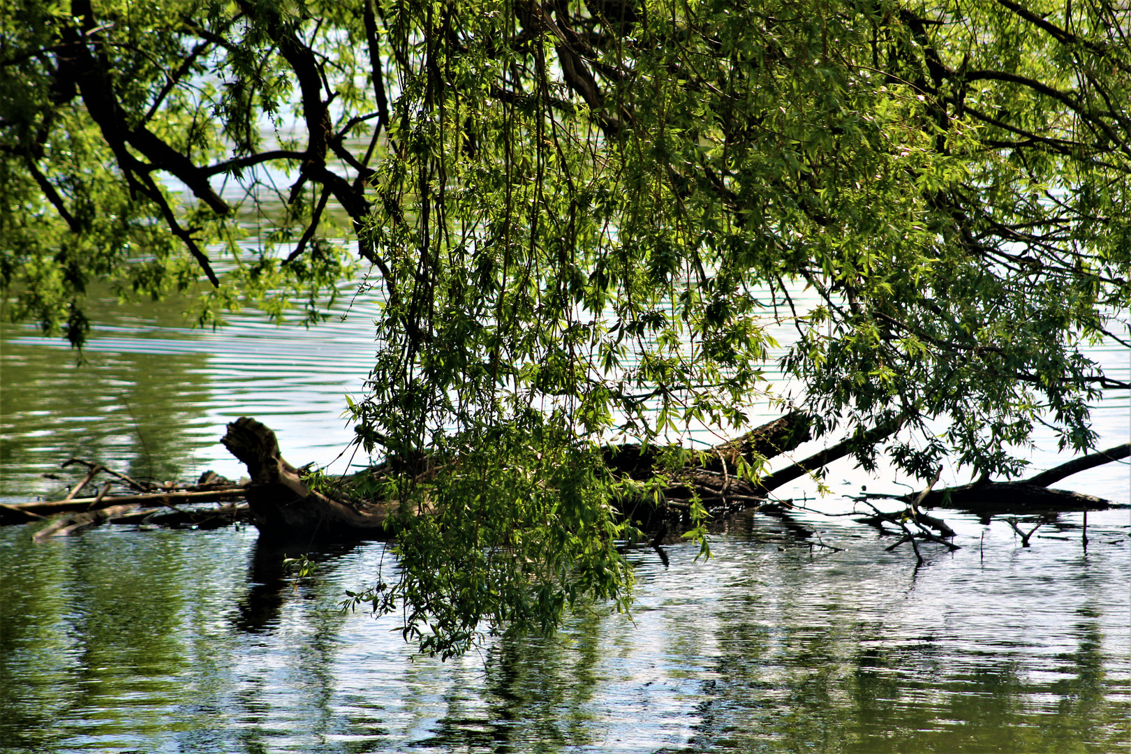 Uferlandschaften  am Neckar