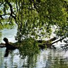 Uferlandschaften  am Neckar