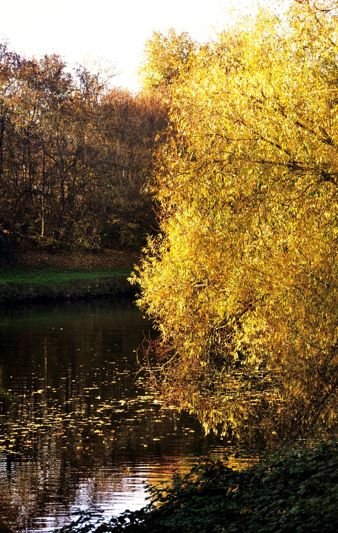 Uferlandschaften des Neckars im Herbst